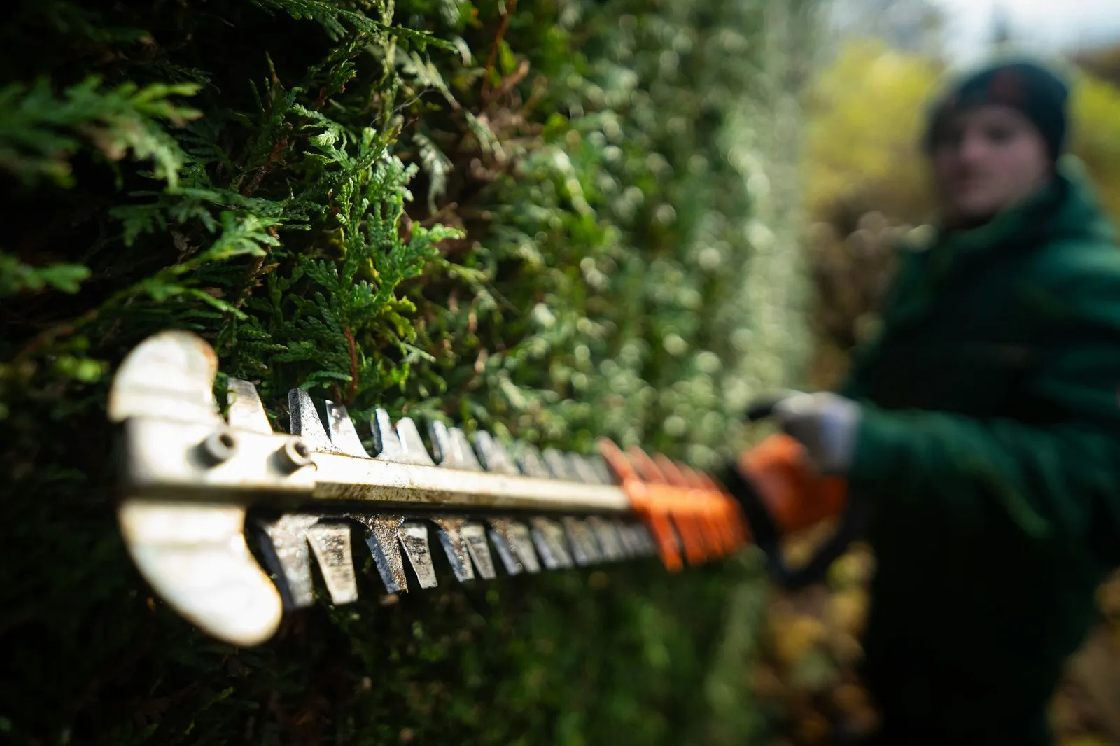 Gärtner schneidet eine Hecke mit der Heckenschere
